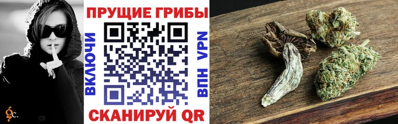 Псилоцибиновые грибы Cubensis Боровичи